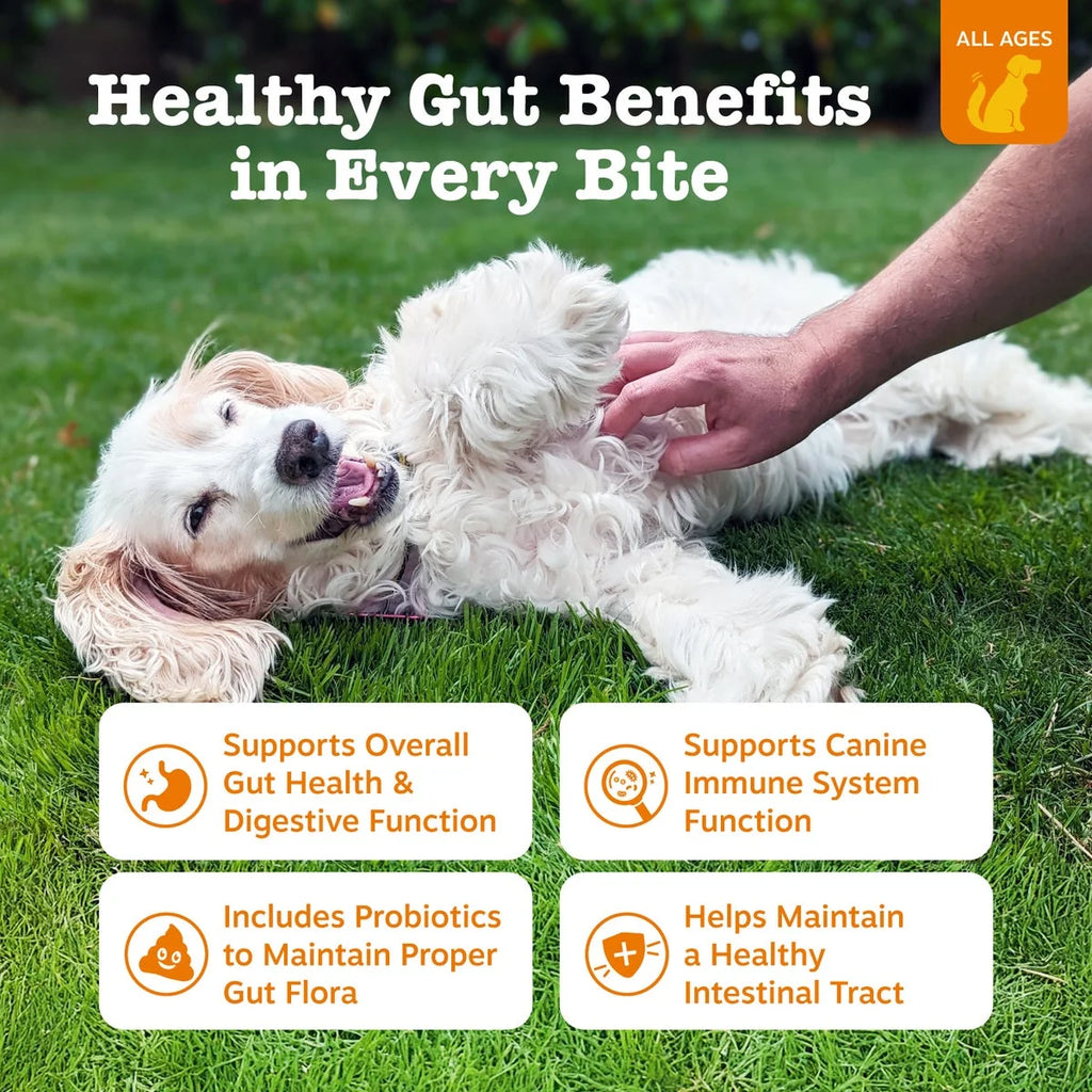 (6 Pack)  Probiotic Bites for Dogs, Pumpkin Flavor, 60 Count