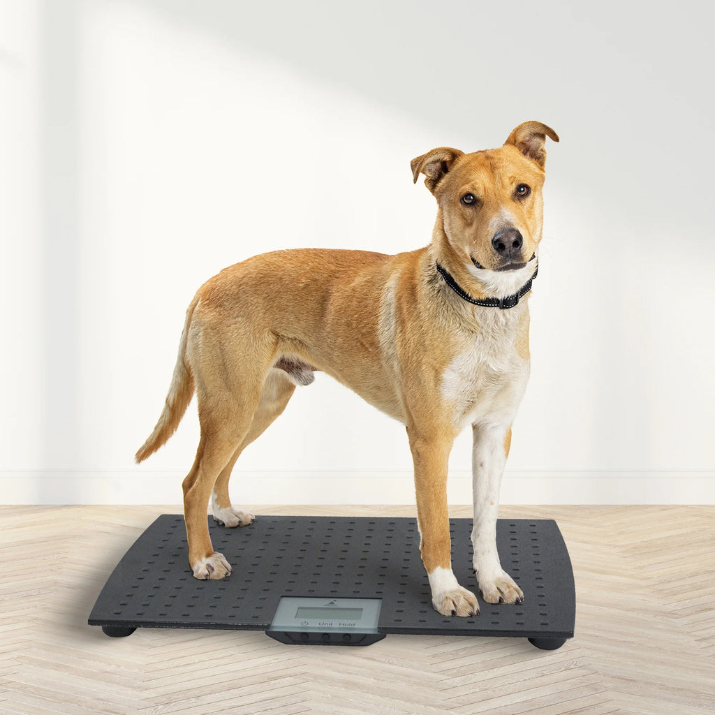 Precision Digital Weighing Animal Veterinary Scale for Pets