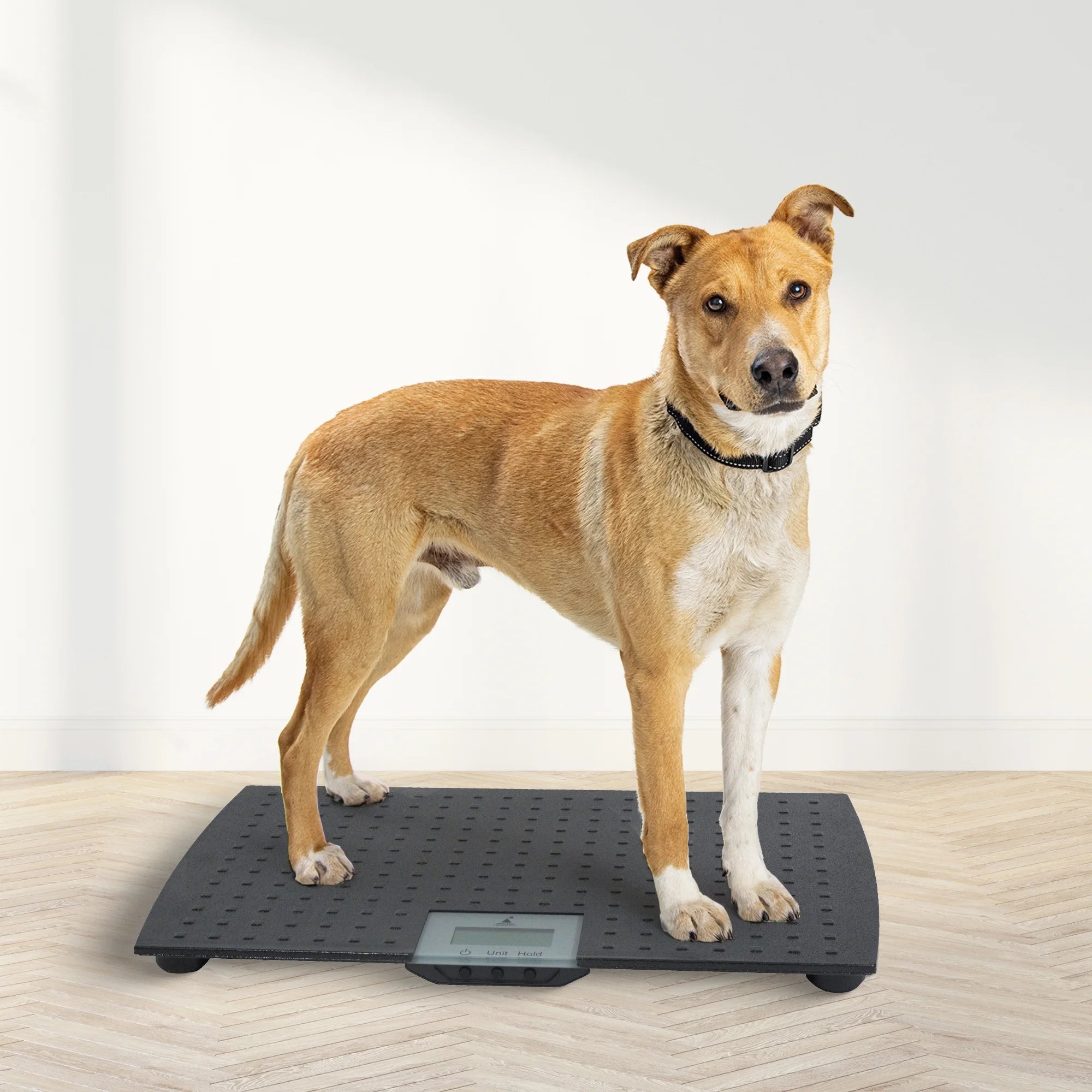 Precision Digital Weighing Animal Veterinary Scale for Pets